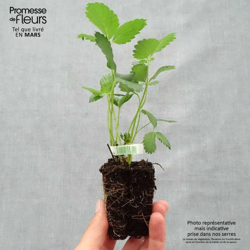 Spécimen de Fraisier Mara des Bois (remontant) Bio Motte 5 cm x 7 cm tel que livré au printemps