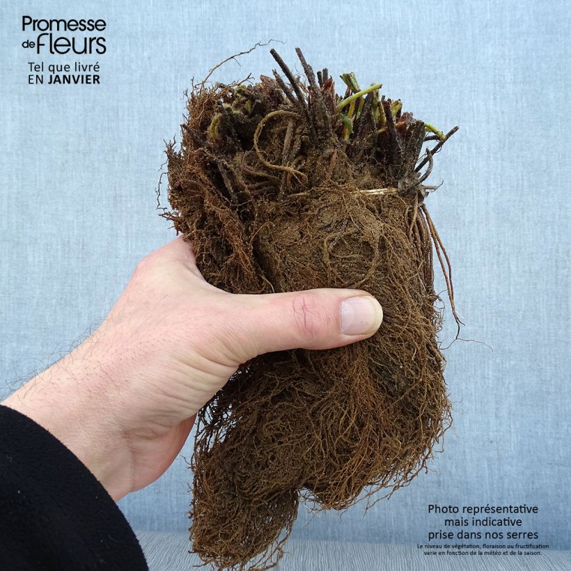 Example of Fraisier Mara des Bois (remontant) Racines nues as you get in hiver