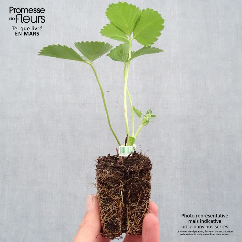Spécimen de Fraisier Mariguette (remontant) Bio Motte 5 cm x 7 cm tel que livré au printemps