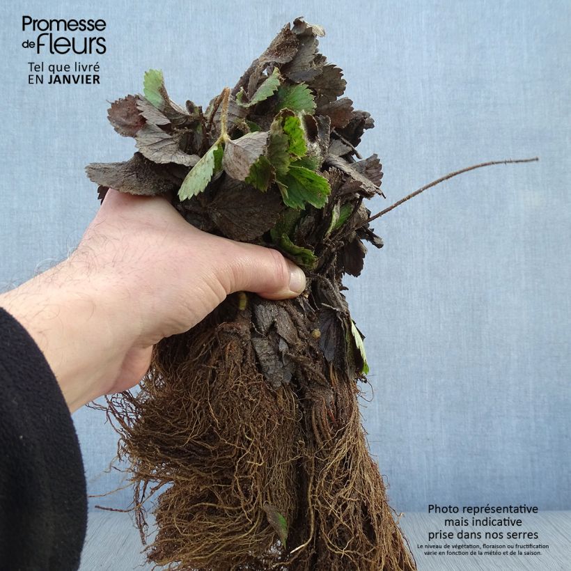 Example of Fraisier Mariguette (remontant) en plants Racines nues as you get in hiver