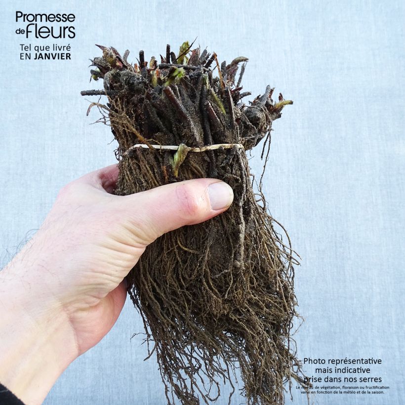 Example of Fraisier Maxim (non remontant ) Racines nues as you get in hiver