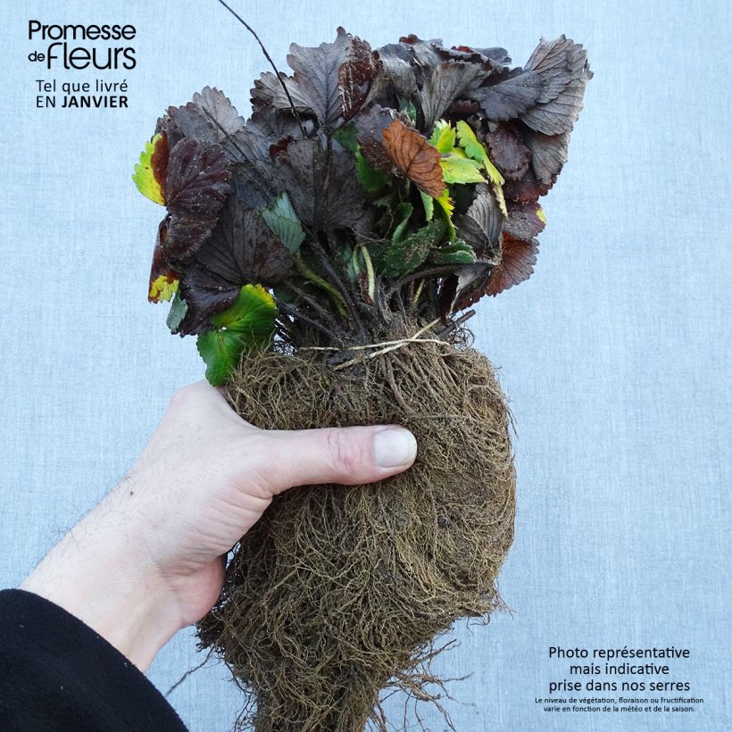 Spécimen de Fraisier Reine des Vallées - Fraise des bois Racines nues tel que livré en hiver