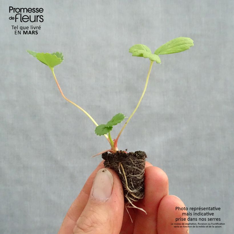 Spécimen de Fraisier Toscana F1 Deep Rose en mini-mottes Mini-motte Ø 3/4 cm, Livré en hauteur de 5 à 10 cm tel que livré au printemps