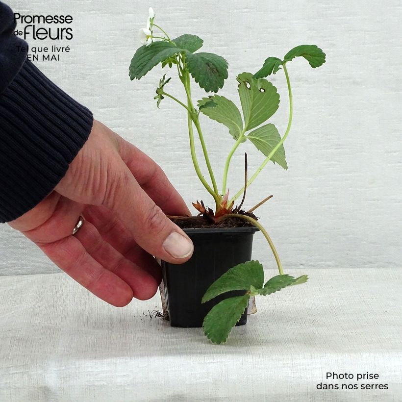 Spécimen de Fraisier White Pineberry Godet de 8/9 cm tel que livré au printemps