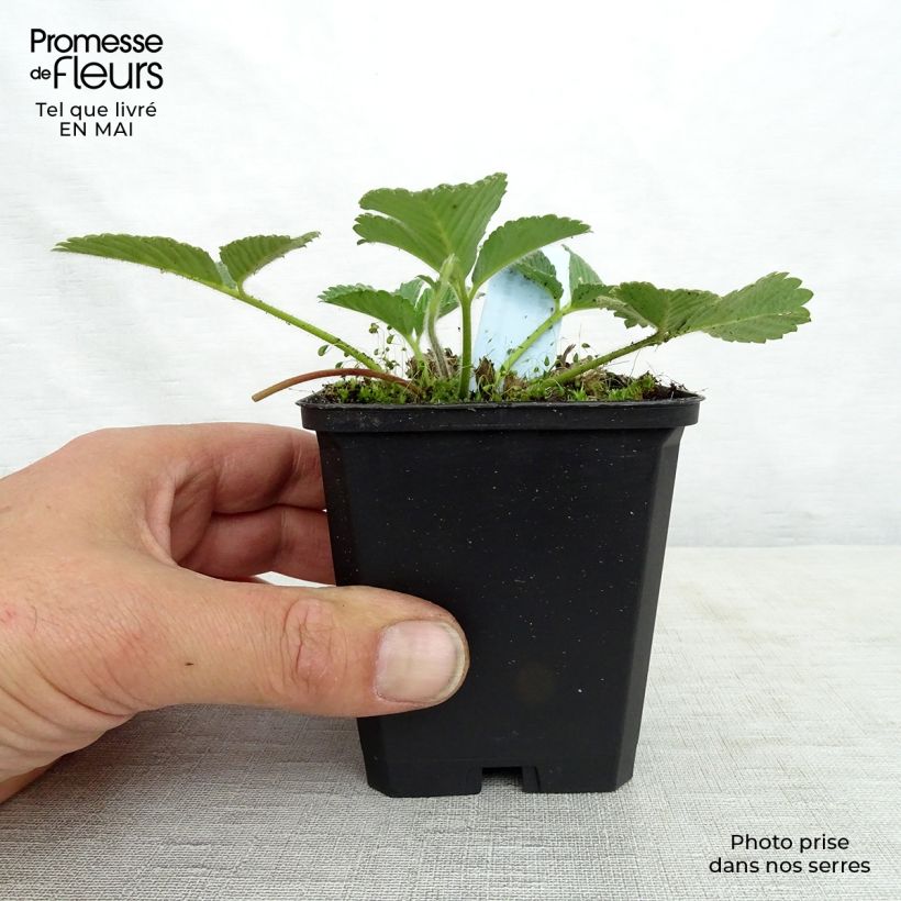 Spécimen de Fraisier abricot - Fragaria rubicolia Mont Omei Godet de 8/9 cm tel que livré au printemps