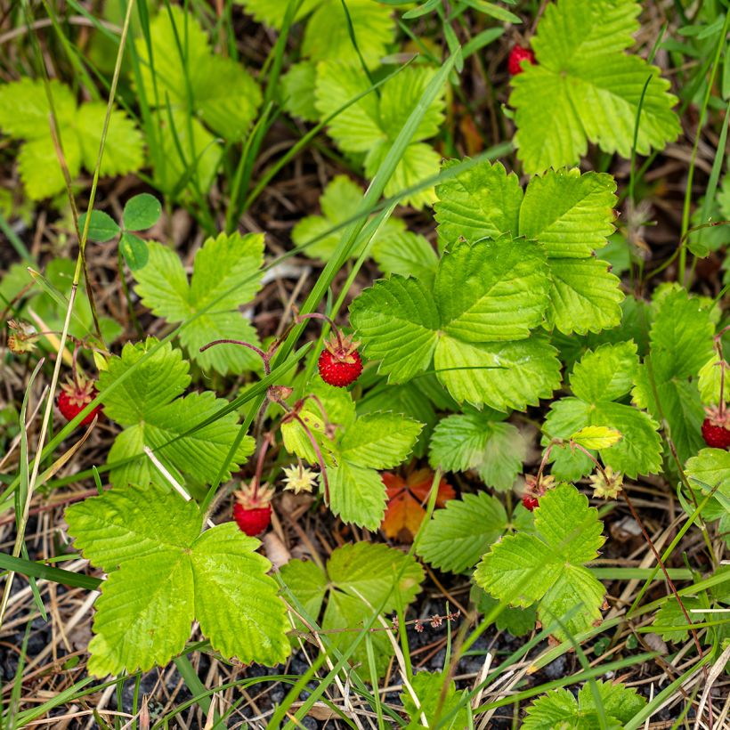 Fraisier des 4 saisons -  Fraise des bois (Plant habit)