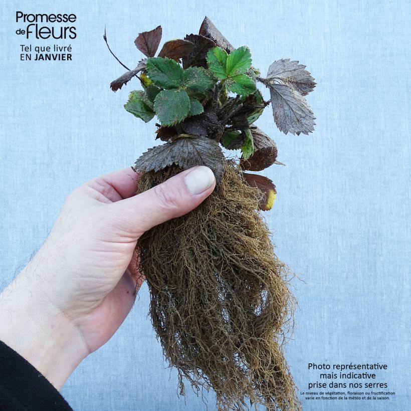 Example of Fraisier grimpant Mount Everest en plants Racines nues as you get in hiver