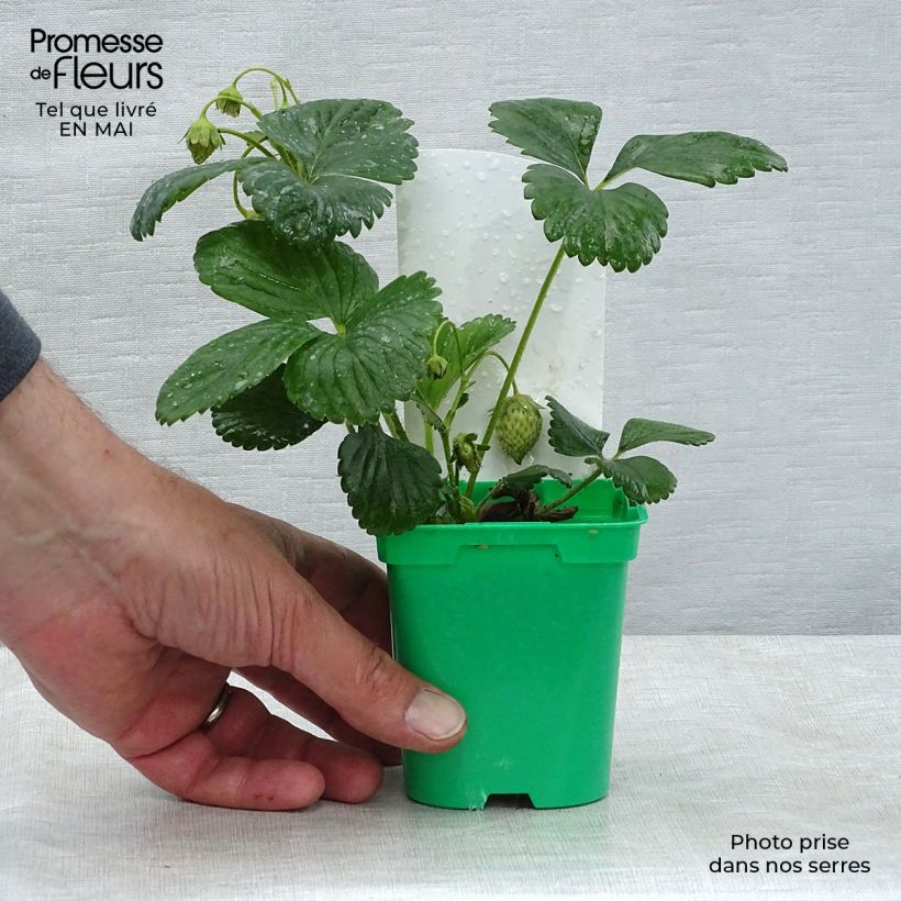 Example of Fraisier grimpant Mount Everest en plants Pot de 10 cm/11cm as you get in printemps