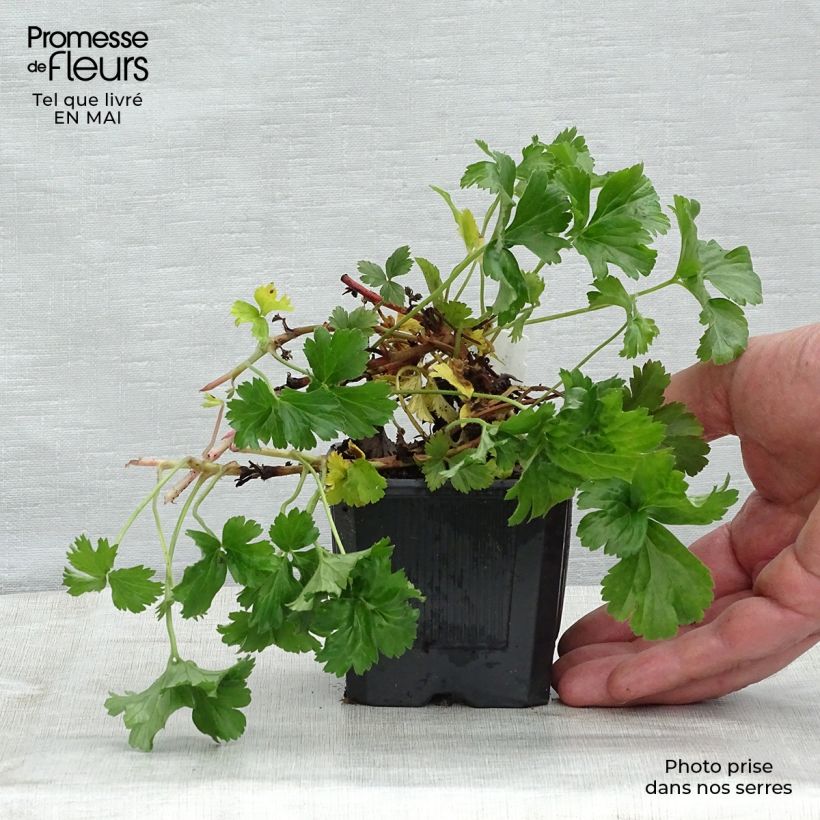 Spécimen de Fraisier stérile - Waldsteinia ternata Godet de 8/9 cm tel que livré au printemps