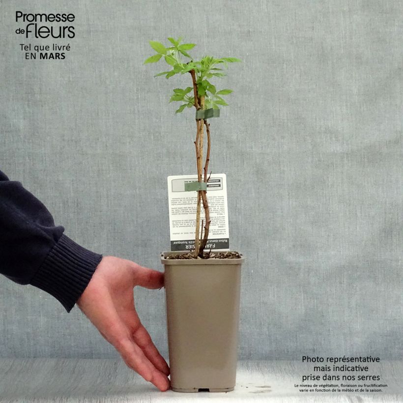 Spécimen de Framboisier Aroma Queen (remontant) Pot de 1,5L/2L, Touffe tel que livré au printemps
