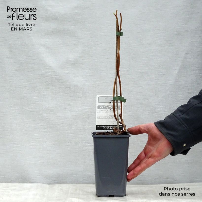 Spécimen de Framboisier Autumn Amber (remontant) Pot de 1,5L/2L, Touffe tel que livré au printemps