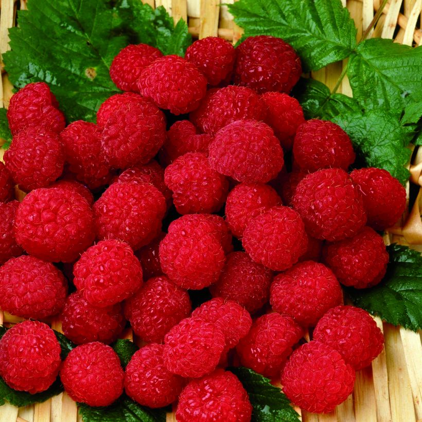 Framboisier Belle de Malicorne - Georges Delbard (Harvest)