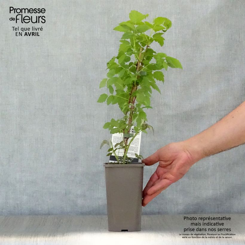 Example of Framboisier Black Jewel - Rubus occidentalis Pot de 1,5L/2L, Touffe as you get in printemps