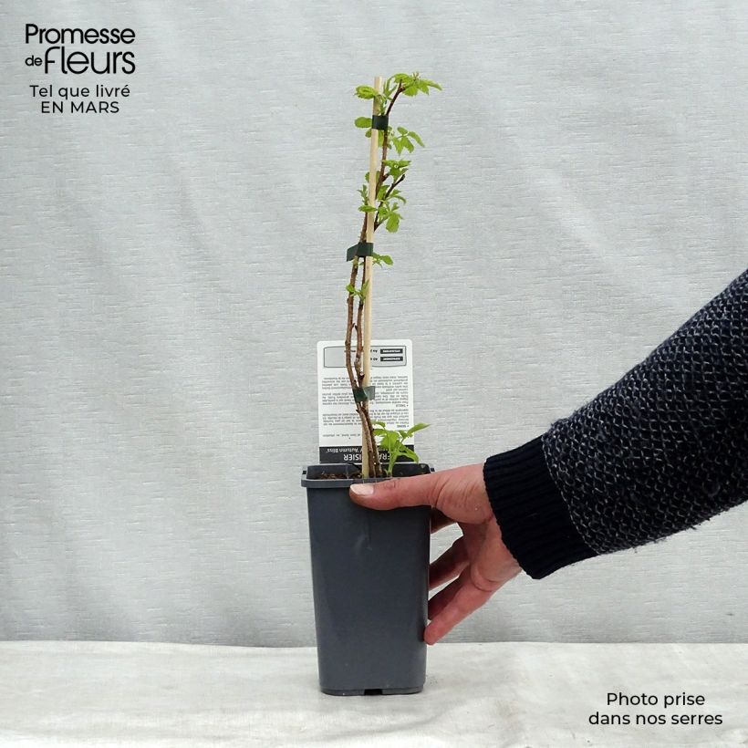 Example of Framboisier Blissy ou Autumn Bliss (remontant) Bio Pot de 1,5L/2L, Touffe as you get in printemps