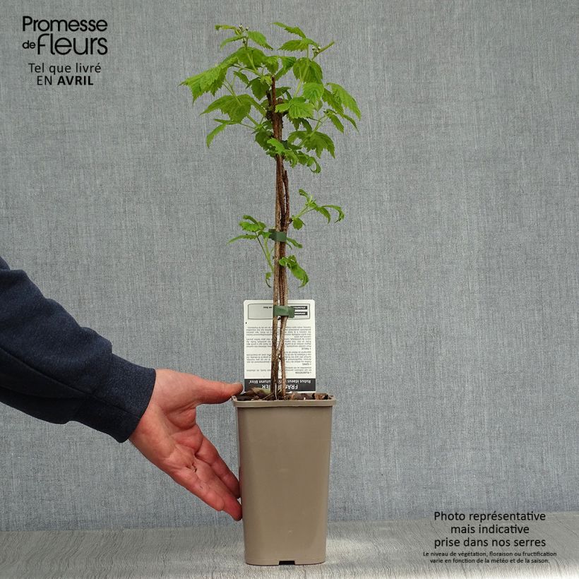 Spécimen de Framboisier remontant Blissy ou Autumn Bliss - Rubus ideaus Pot de 1,5L/2L, Touffe tel que livré au printemps