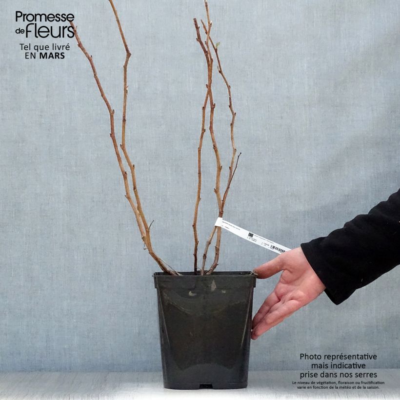 Spécimen de Framboisier remontant Blissy ou Autumn Bliss - Rubus ideaus Pot de 3L/4L tel que livré au printemps