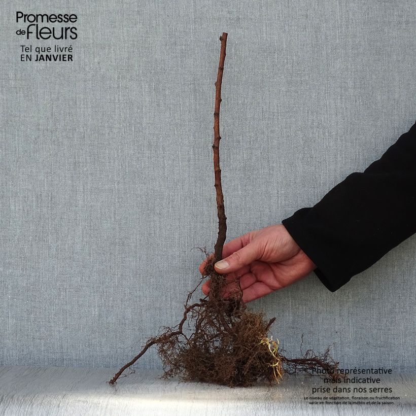 Spécimen de Framboisier Fall Gold (remontant) Racines nues tel que livré en hiver