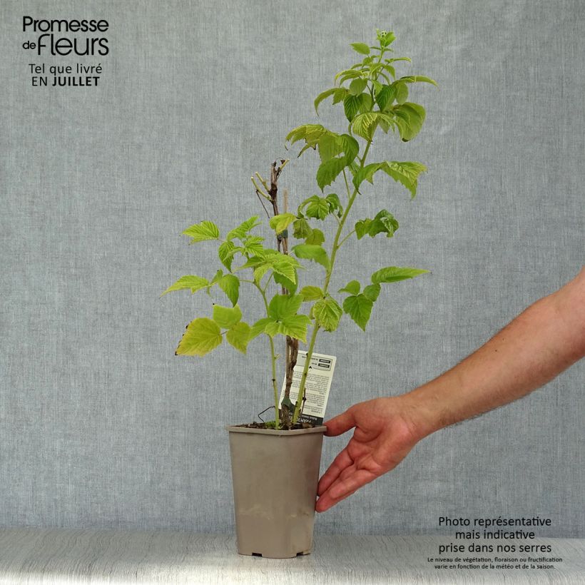 Spécimen de Framboisier Golden Everest (remontant) Pot de 1,5L/2L, Touffe tel que livré en été