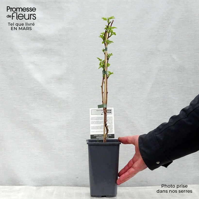 Spécimen de Framboisier Golden Everest (remontant) Pot de 1,5L/2L, Touffe tel que livré au printemps