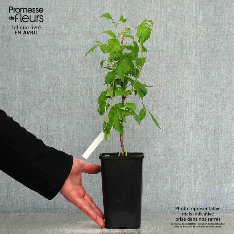Spécimen de Framboisier nain Lowberry Goodasgold - Rubus idaeus Pot de 1,5L/2L, Touffe tel que livré au printemps
