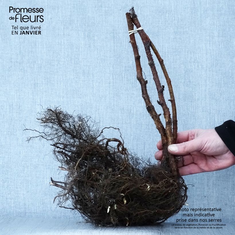 Example of Framboisier Heritage (remontant) Racines nues as you get in hiver