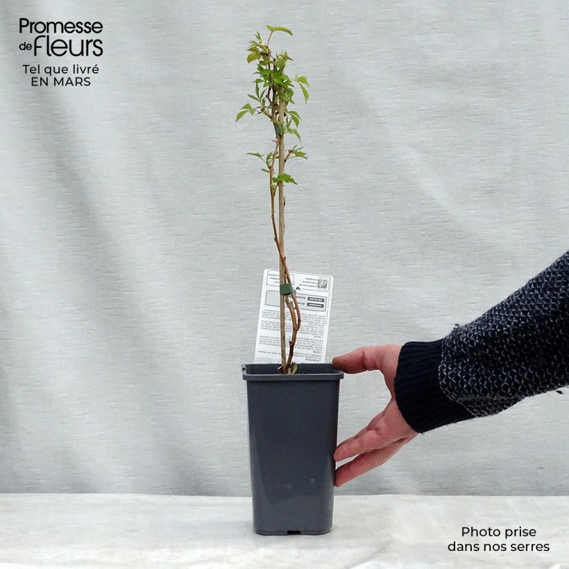 Spécimen de Framboisier Autumn Happy Malling Happy (remontant) Bio Pot de 1,5L/2L, Buisson tel que livré au printemps