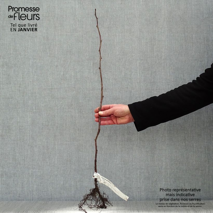 Spécimen de Framboisier Malling Promise (non remontant) Racines nues, Buisson tel que livré en hiver