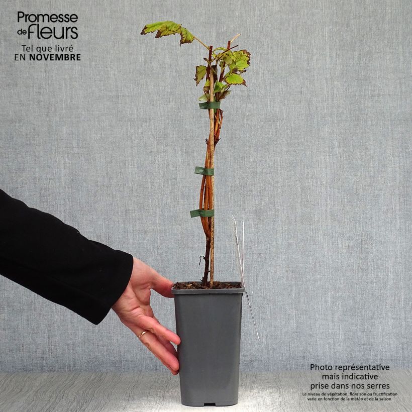 Spécimen de Framboisier Marastar Bio Pot de 1,5L/2L, Touffe tel que livré en automne