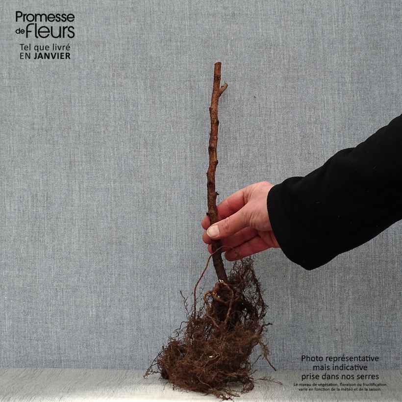 Spécimen de Framboisier Marastar (remontant) Racines nues tel que livré en hiver