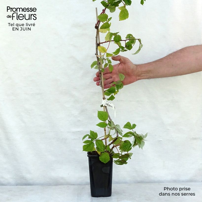 Spécimen de Framboisier Meeker Pot de 1,5L/2L tel que livré en été