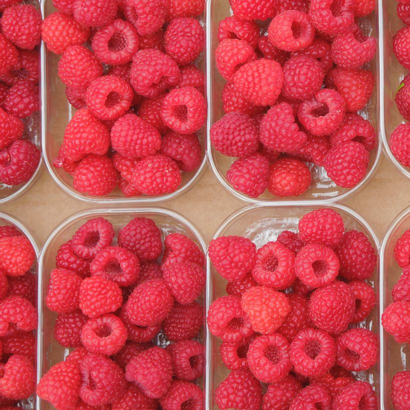 Framboisier Paris (remontant) (Récolte)