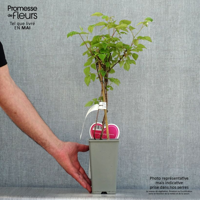 Spécimen de Framboisier Schönemann - Rubus idaeus Pot de 1,5L/2L, Buisson tel que livré au printemps