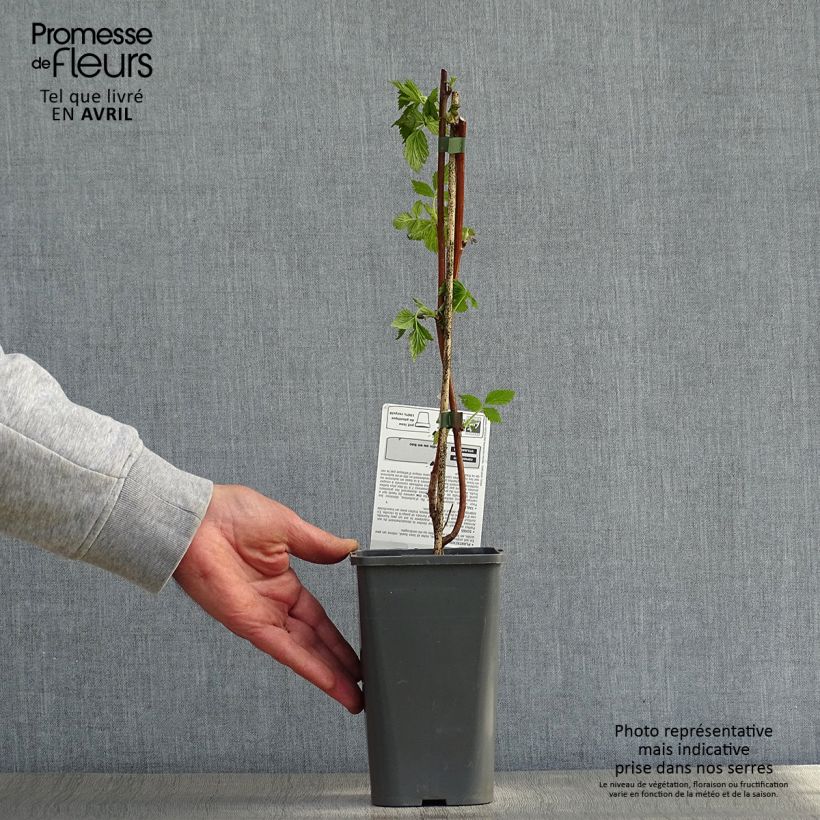 Example of Framboisier Versailles (remontant) Bio Pot de 1,5L/2L, Touffe as you get in printemps