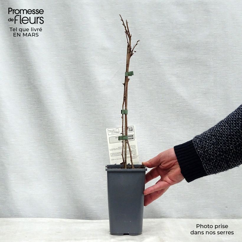 Spécimen de Framboisier Willamette (non remontant) Bio Pot de 1,5L/2L, Buisson tel que livré au printemps