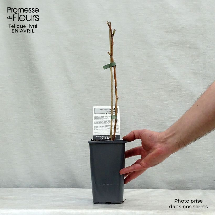 Example of Framboisier Zeva - Zefa Herfsternte (remontant) Pot de 1,5L/2L, Touffe as you get in printemps