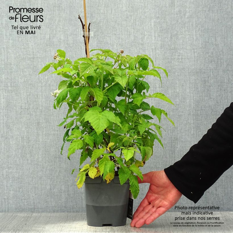 Spécimen de Framboisier nain remontant Autumn Belle - Rubus idaeus Pot de 2L/3L tel que livré au printemps