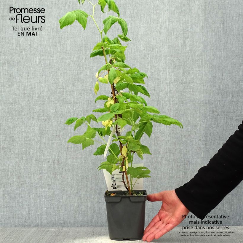 Spécimen de Framboisier remontant Sanibelle - Rubus idaeus Pot de 1L/1,5L tel que livré au printemps