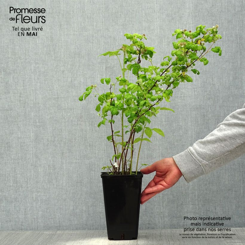 Example of Framboisier remontant September - Rubus idaeus  Pot de 2L/3L, Touffe as you get in printemps