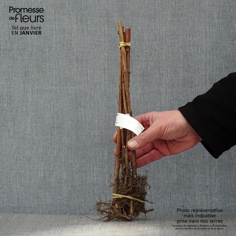 Example of Framboisier remontant September - Rubus idaeus  Racines nues, Touffe as you get in hiver