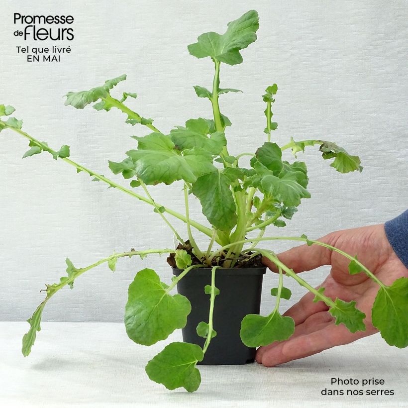 Spécimen de Francoa sonchifolia Godet de 8/9 cm tel que livré au printemps