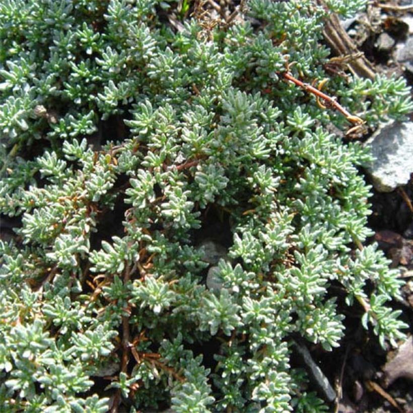 Frankenia laevis - Bruyère marine (Plant habit)