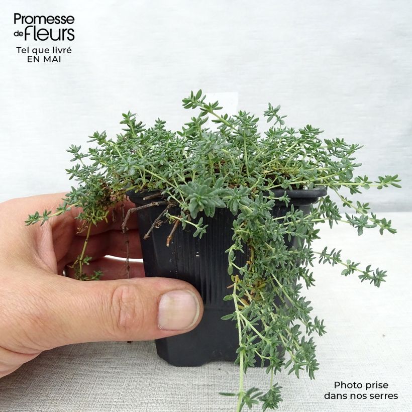 Example of Frankenia laevis - Bruyère marine Godet de 8/9 cm as you get in printemps