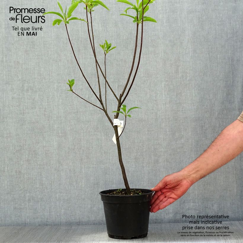 Spécimen de Franklinia alatamaha - Arbre de Franklin Pot de 4L/5L tel que livré au printemps
