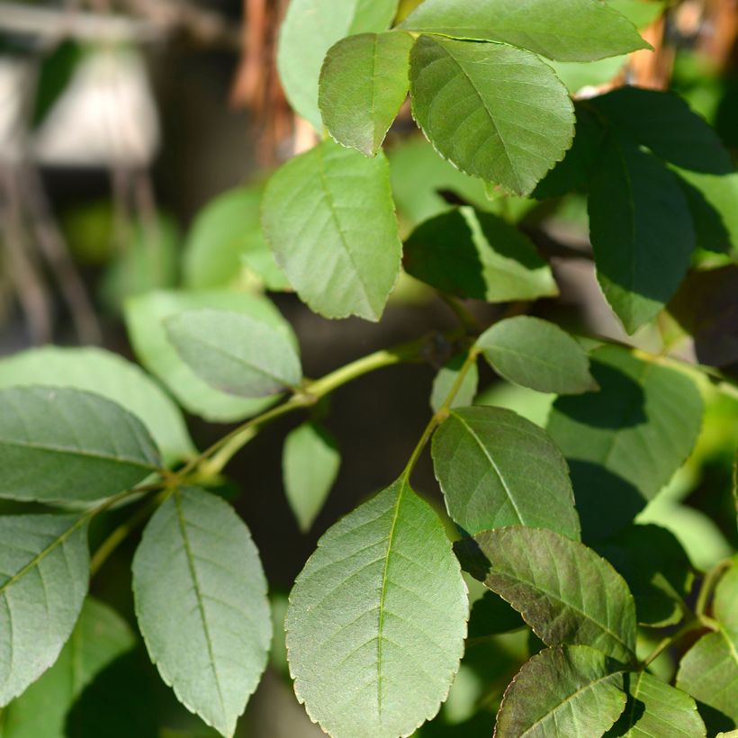 Fraxinus ornus - Frêne à fleurs, Orne (Foliage)
