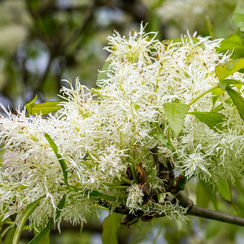 Fraxinus ornus - Frêne à fleurs, Orne (Flowering)