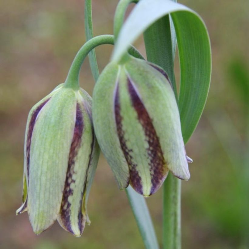 Fritillaire hermonis ssp. amana (Flowering)