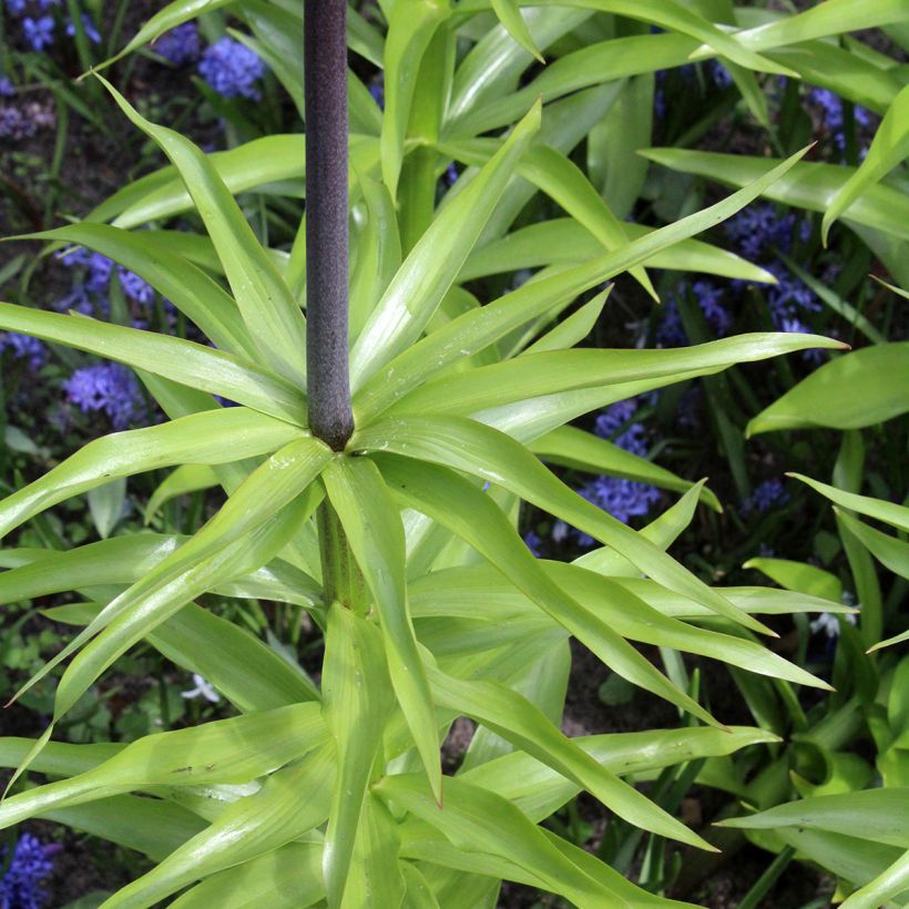 Fritillaire imperialis Orange Beauty - Couronne impériale (Feuillage)