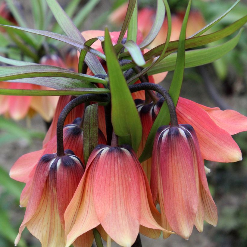 Fritillaire imperialis Orange Beauty - Couronne impériale (Floraison)
