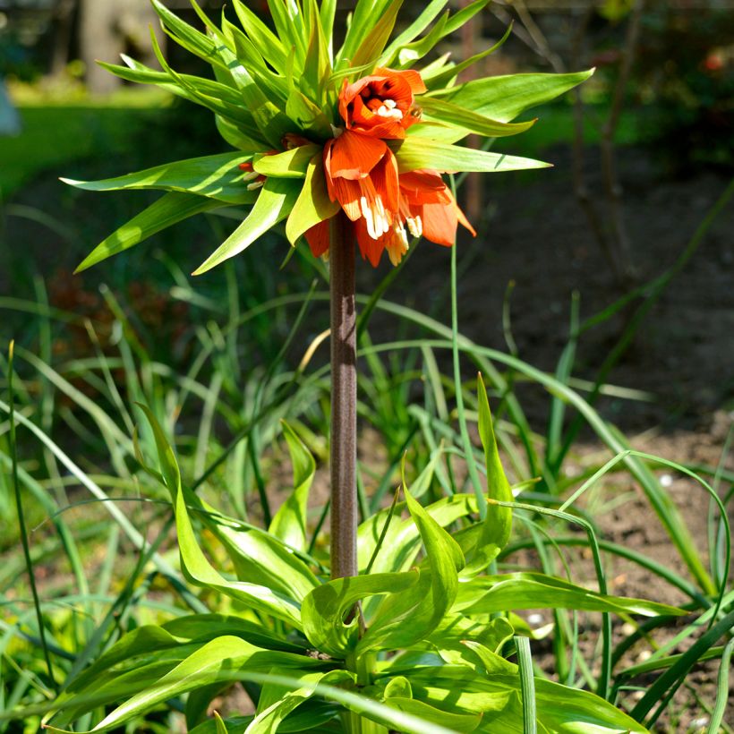 Fritillaire imperialis Rubra - Couronne impériale (Plant habit)