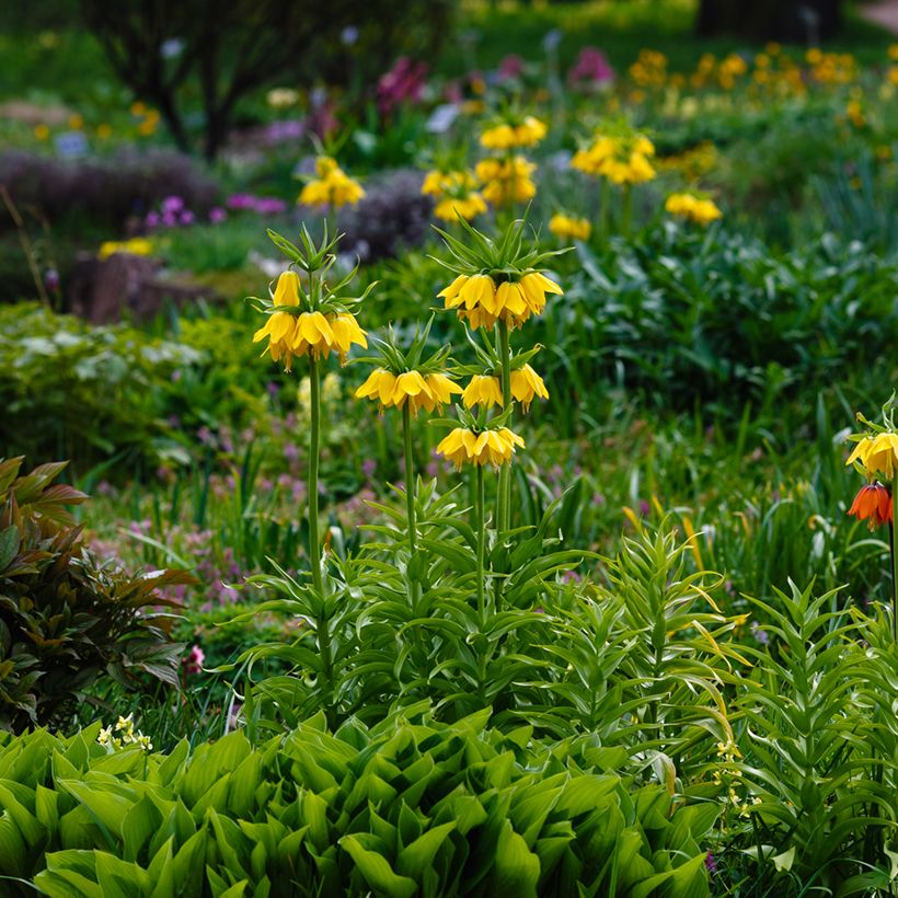 Fritillaire imperialis Lutea - Couronne impériale (Port)